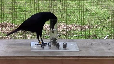 crows that solve problems near